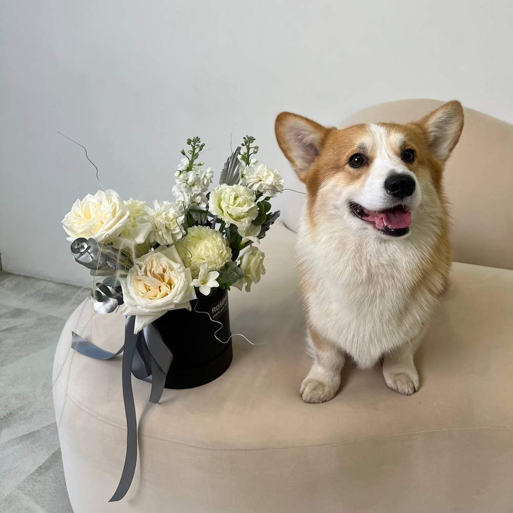 Круэлла оценит: стильная цветочная композиция в коробке+ игрушка для собаки в подарок!