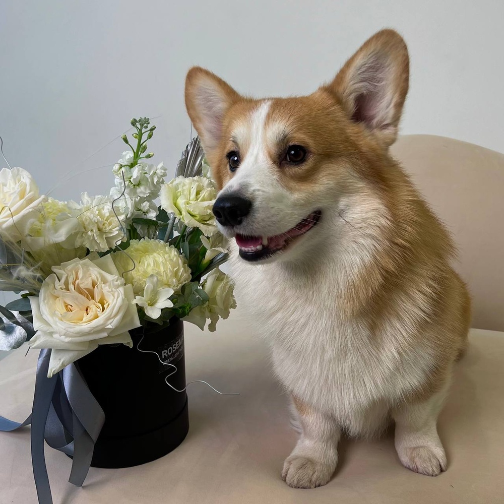 Круэлла оценит: стильная цветочная композиция в коробке+ игрушка для собаки в подарок!