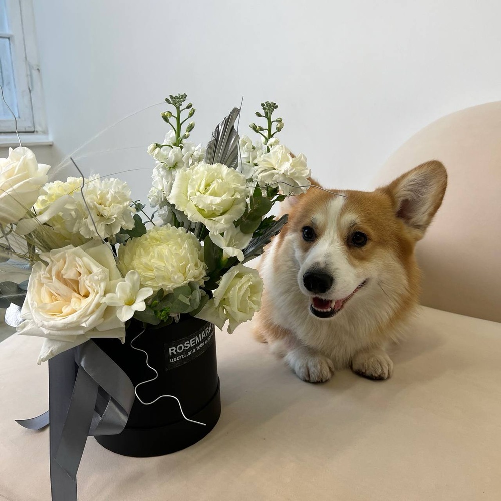Круэлла оценит: стильная цветочная композиция в коробке+ игрушка для собаки в подарок!