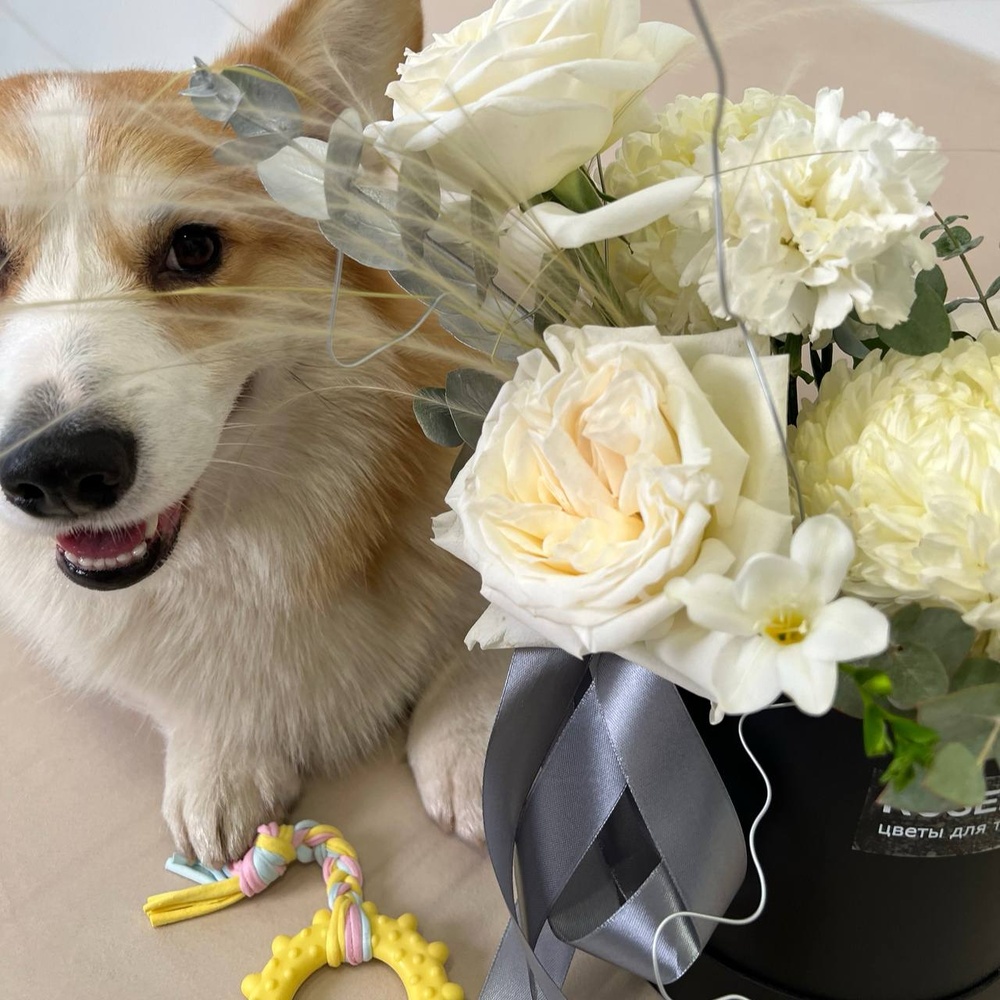Круэлла оценит: стильная цветочная композиция в коробке+ игрушка для собаки в подарок!