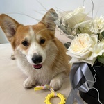 Свежие цветы и букеты с круглосуточной доставкой по Санкт-Петербургу - Фотография 9