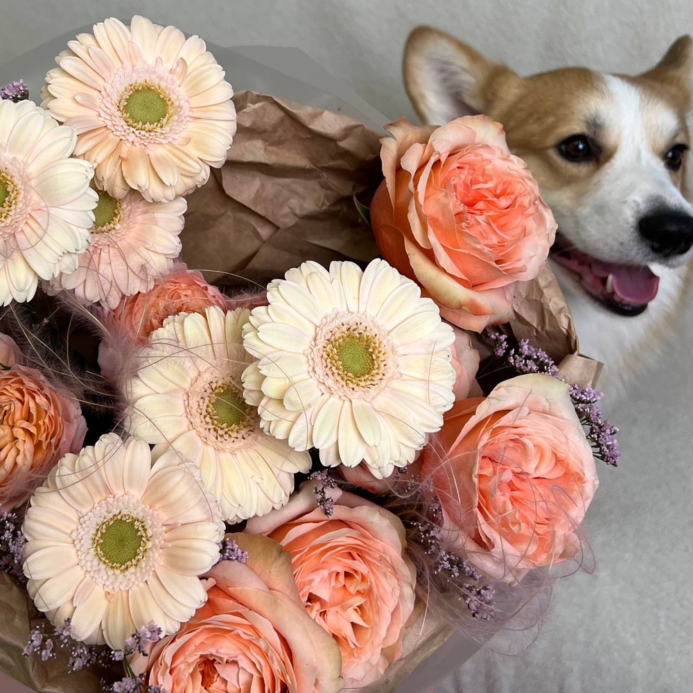 Подушечки лап: роза Кахала, кремовая гербера и стойкий лизиантус+ ИГРУШКА ДЛЯ СОБАКИ В ПОДАРОК!