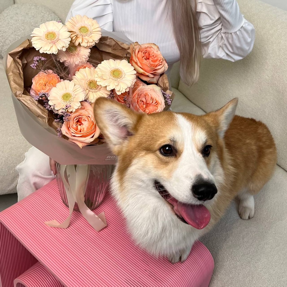 Подушечки лап: роза Кахала, кремовая гербера и стойкий лизиантус+ ИГРУШКА ДЛЯ СОБАКИ В ПОДАРОК!
