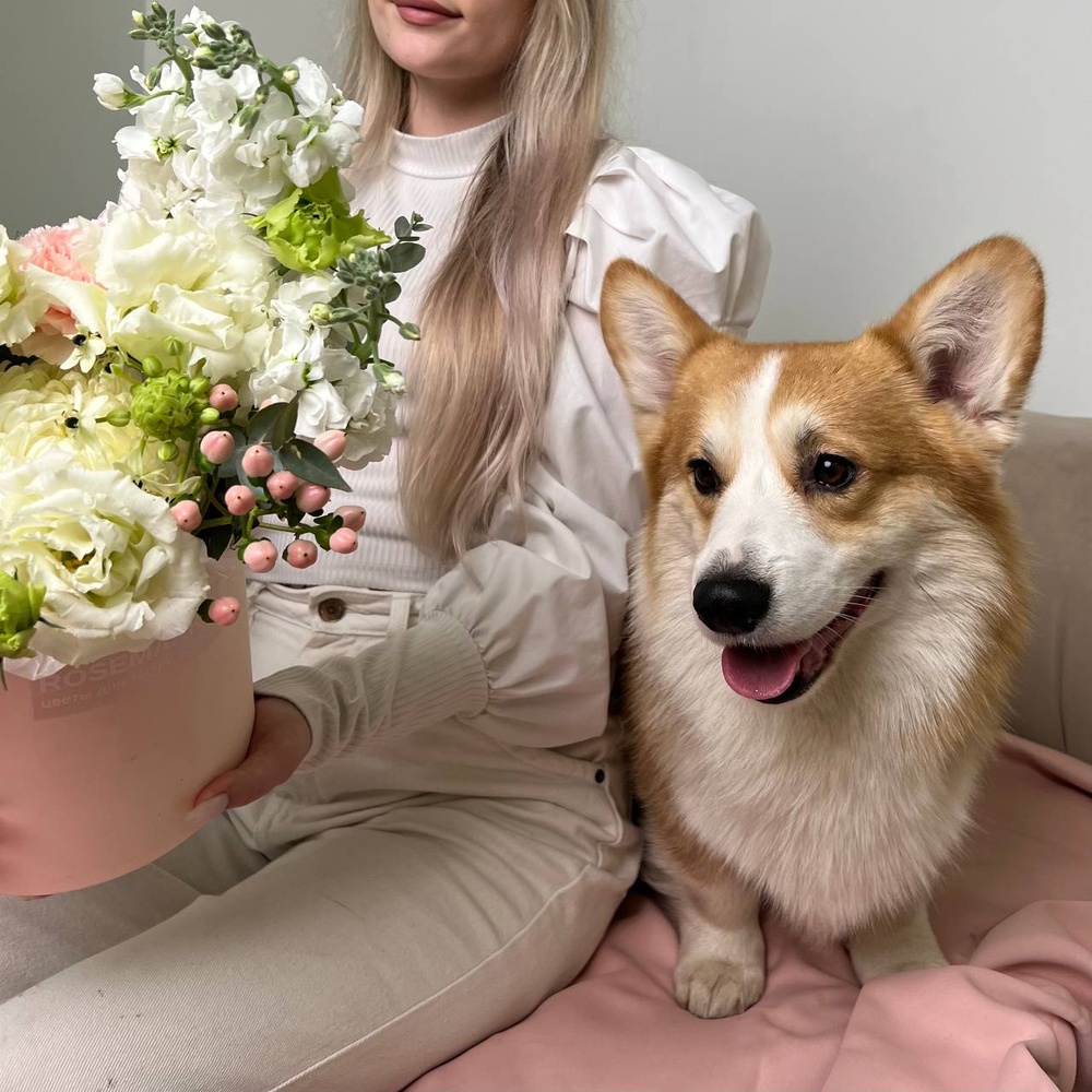 Влажный носик: воздушная композиция в щляпной коробке+ ИГРУШКА ДЛЯ СОБАКИ В ПОДАРОК!