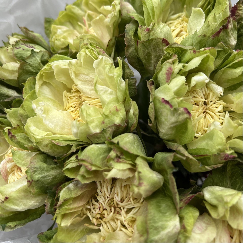 Букет из 11 стойких роз Вегги + аквабокс и коробка-переноска 