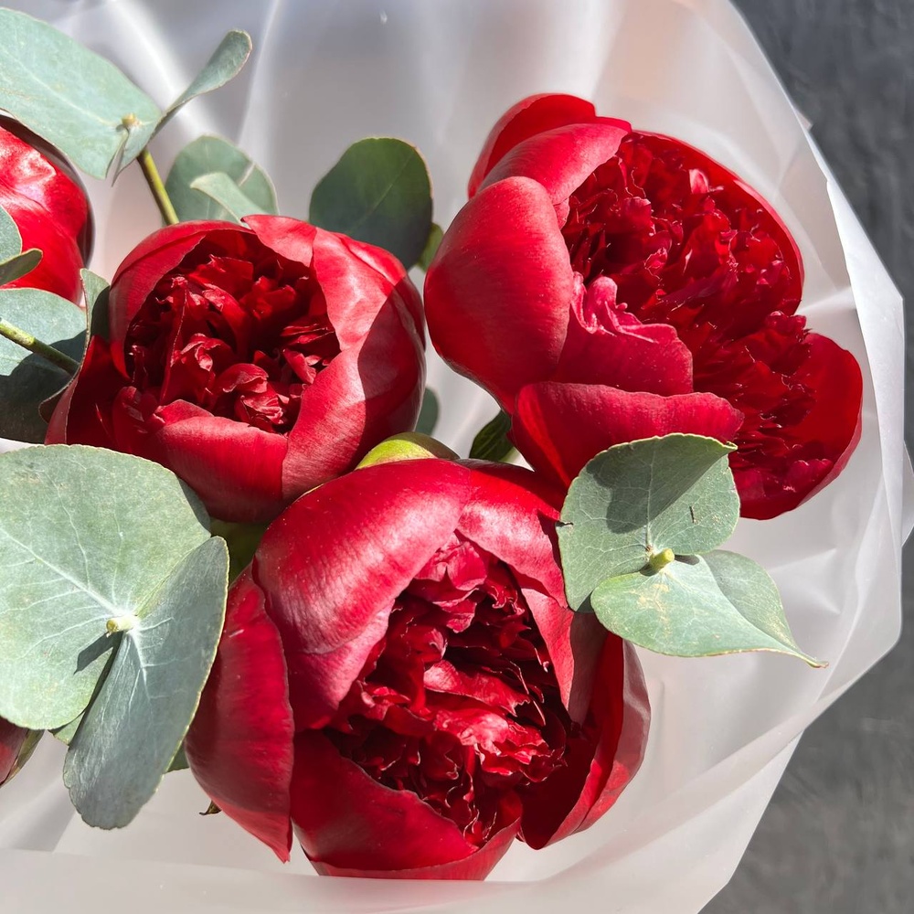 Бордовые пионы в упаковке