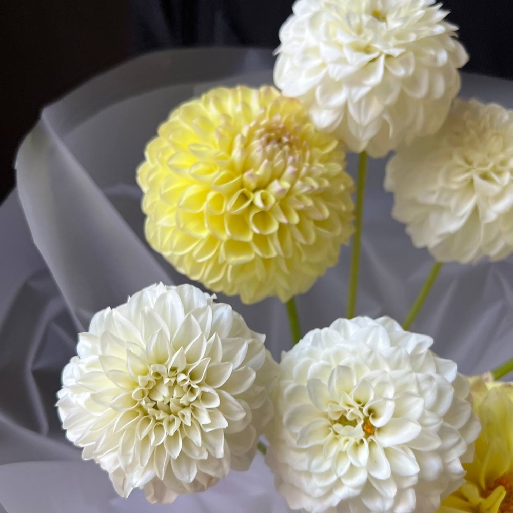 Желтые помпоны черлидеров: микс из георгинов