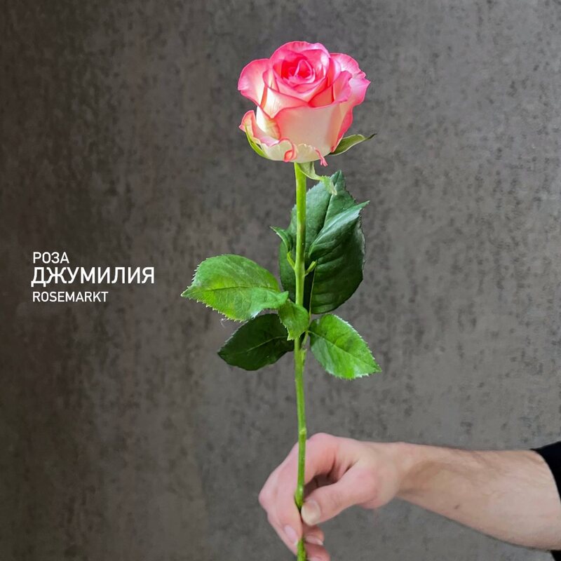 Роза Джумилия