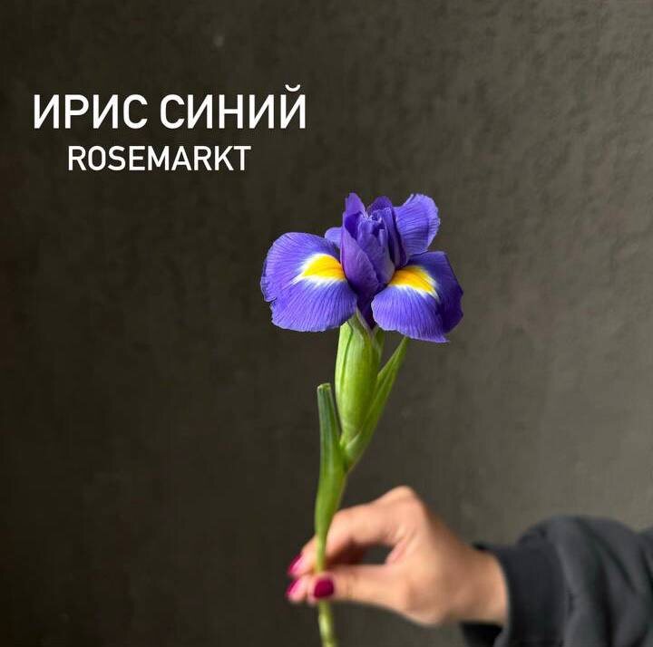 Синие ирисы