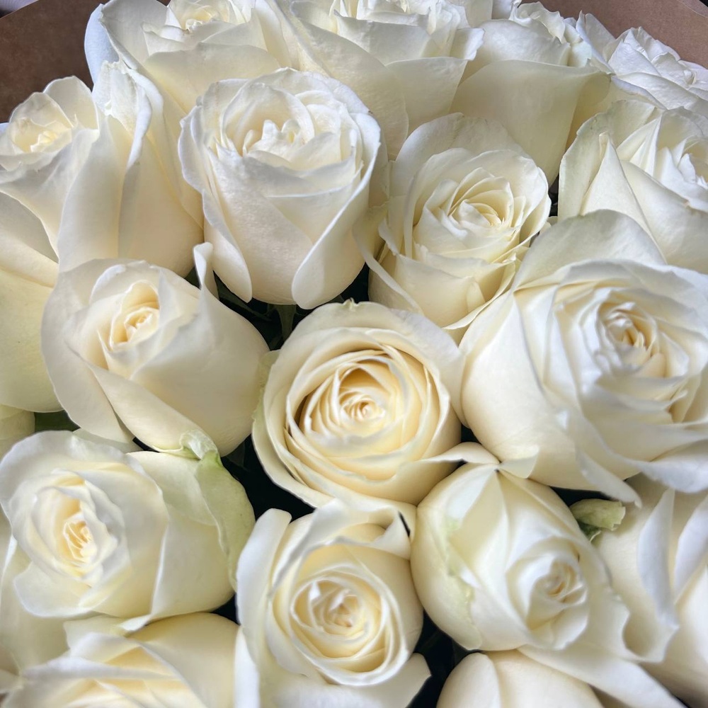 Свежих 25 белых роз в крафте