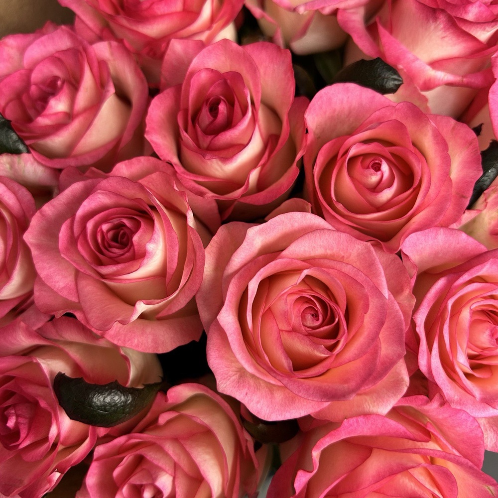 61 розовая роза + аквабокс и коробка-переноска