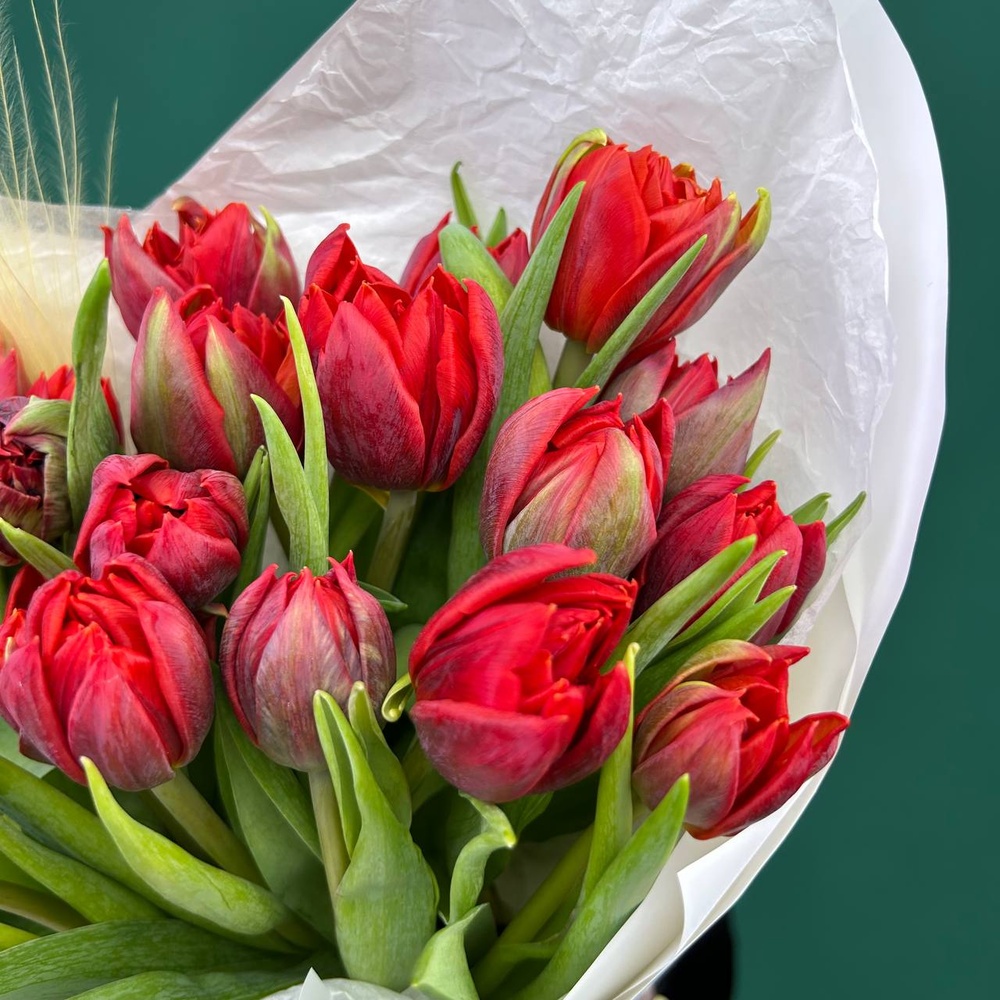 Марсала: 25 красных пионовидных тюльпанов + коробка-переноска с аквабоксом