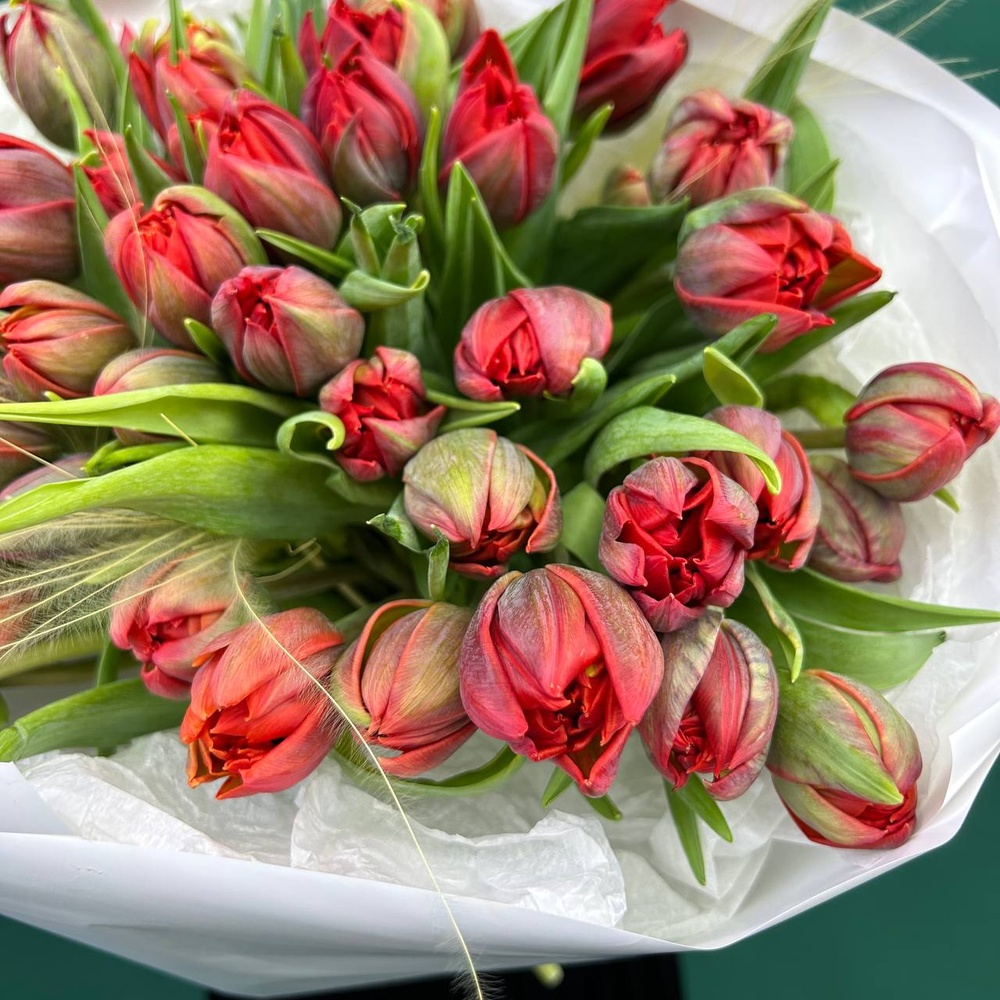 Марсала: 51 красный пионовидный тюльпан + коробка-переноска с аквабоксом