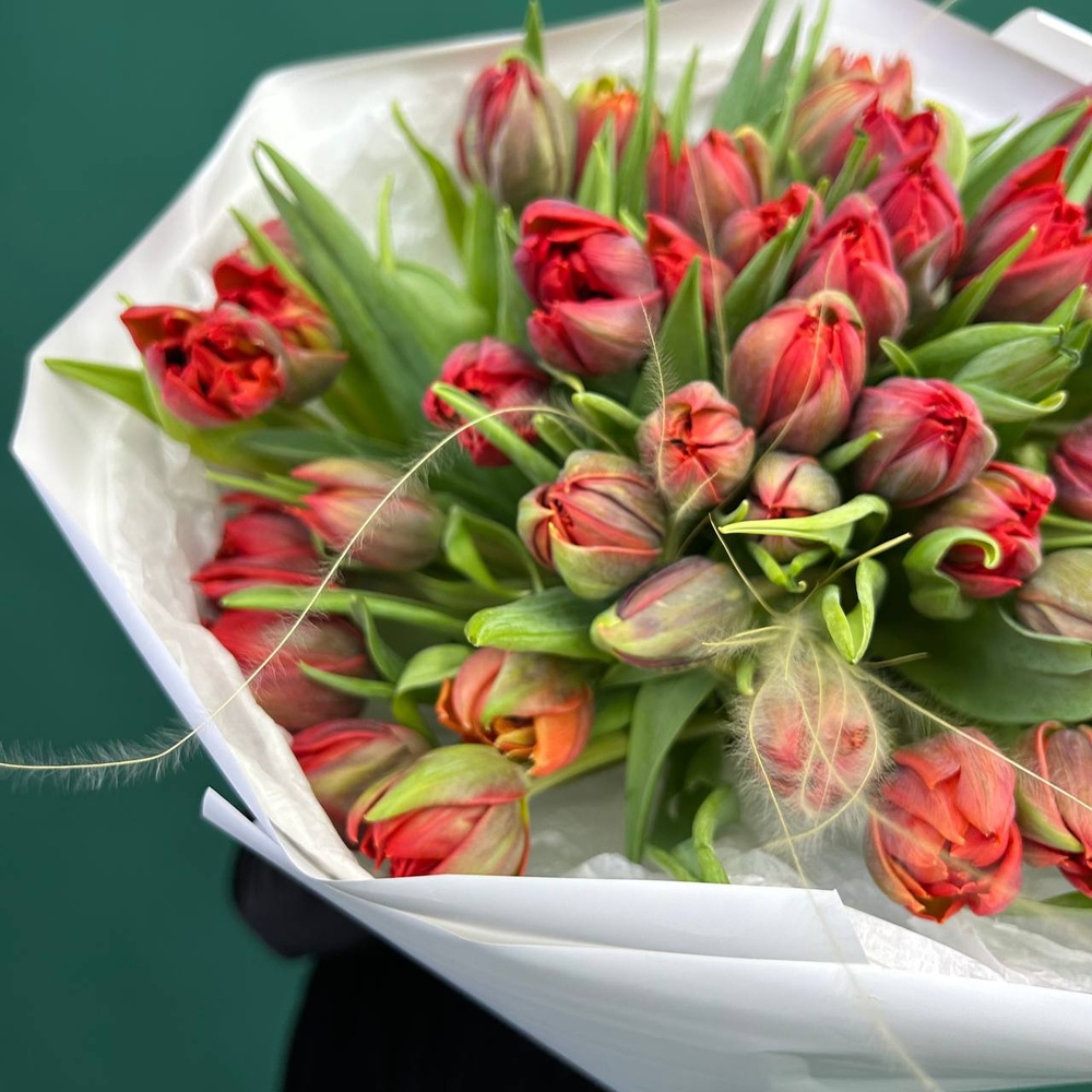 Марсала: 51 красный пионовидный тюльпан + коробка-переноска с аквабоксом