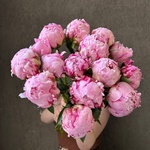 Свежих 15 розовых пионов под ленту  - Фотография 1