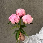 Свежих 3 розовых пиона под ленту  - Фотография 5