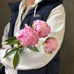 Свежих 3 розовых пиона под ленту  - Фотография 2