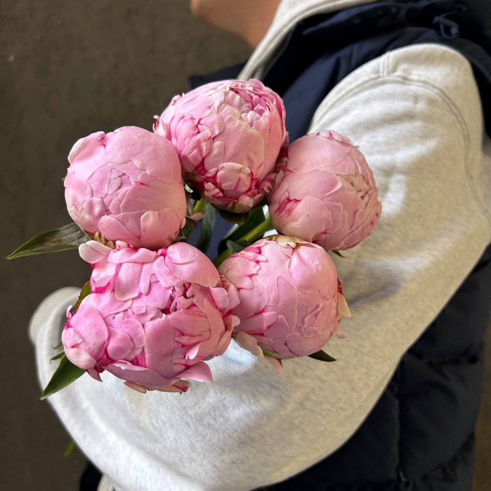 Свежих 5 розовых пионов под ленту 