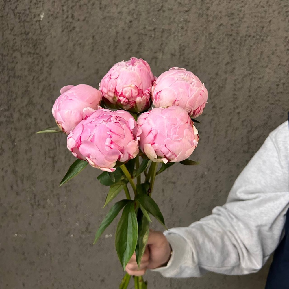 Свежих 5 розовых пионов под ленту 