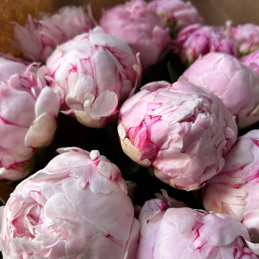Свежих 15 розовых пионов в крафте