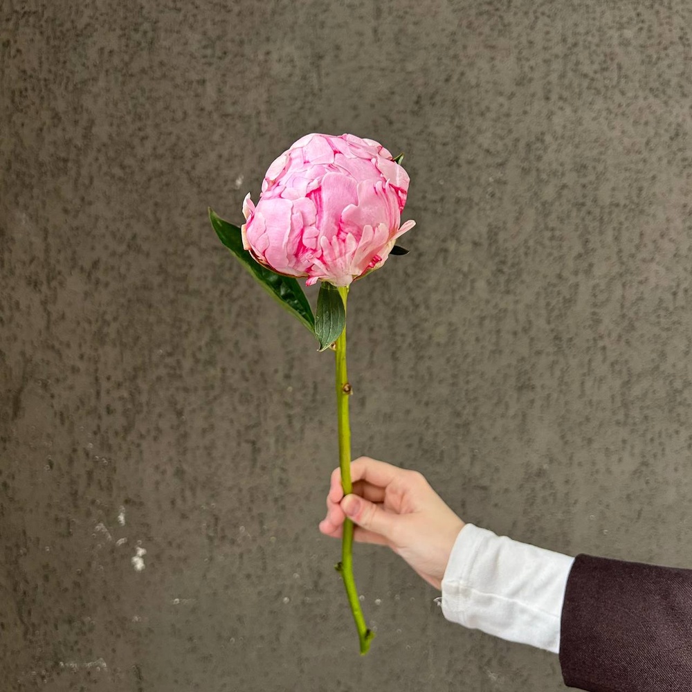 Розовые пионы