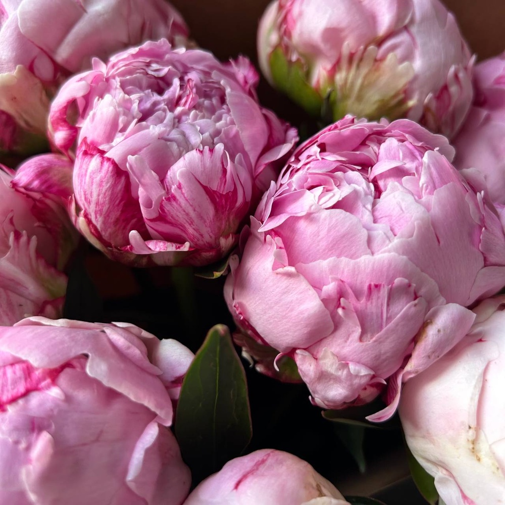 Свежих 9 розовых пионов в крафте