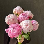 Свежих 7 розовых пионов под ленту  - Фотография 1