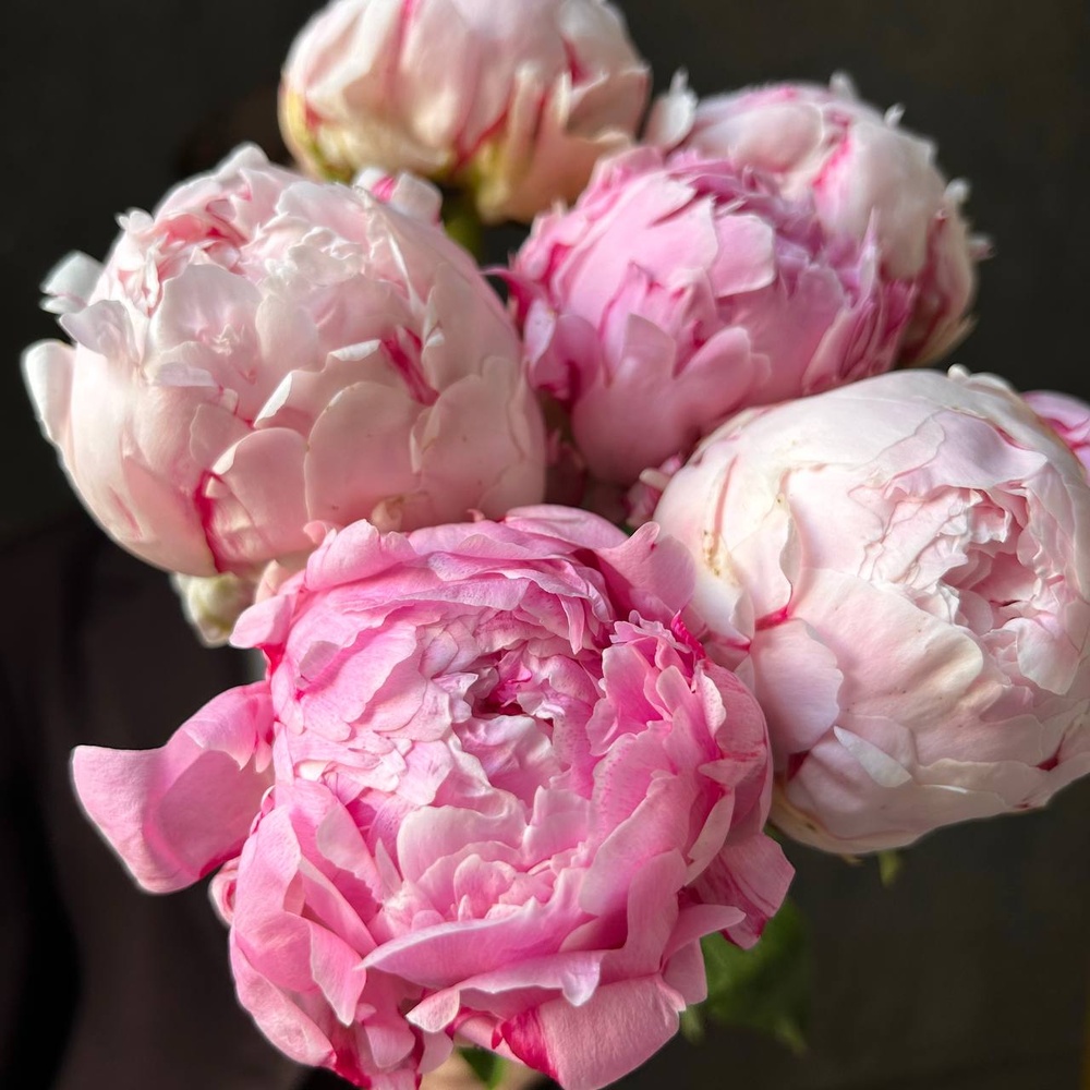 Свежих 7 розовых пионов под ленту 