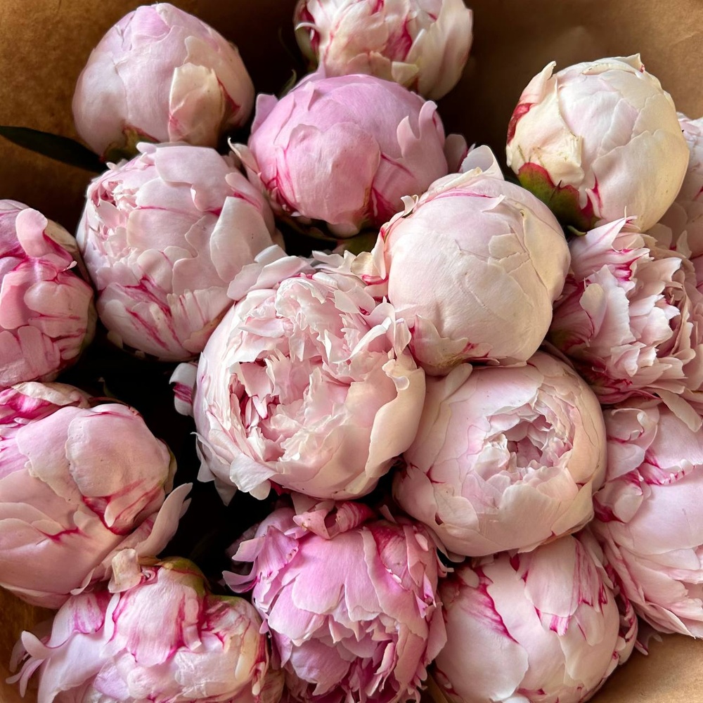Свежих 17 розовых пионов в крафте