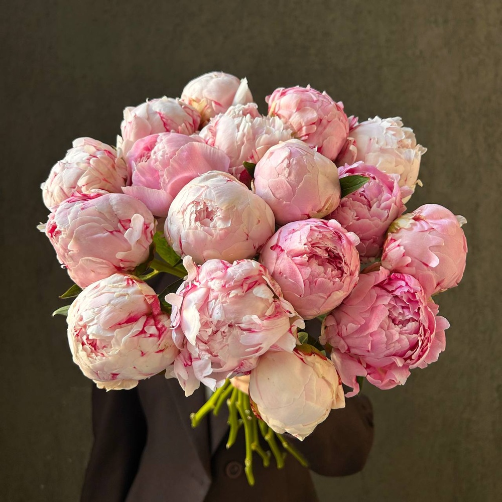 Свежих 17 розовых пионов под ленту 