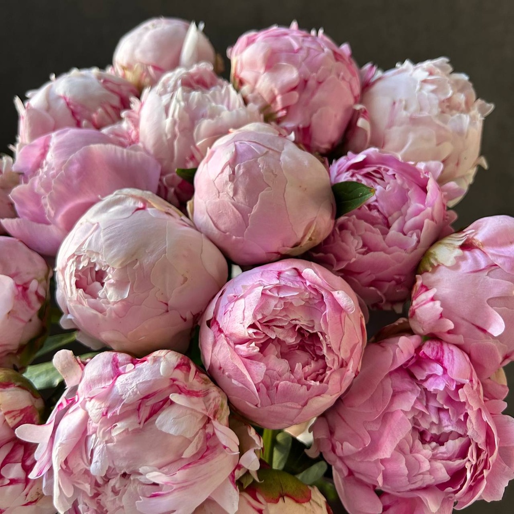 Свежих 17 розовых пионов под ленту 