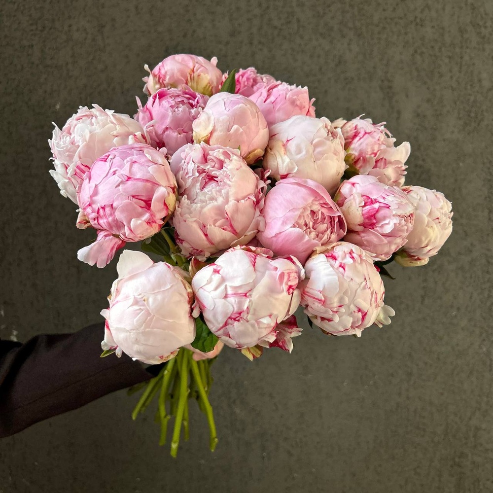 Свежих 17 розовых пионов под ленту 