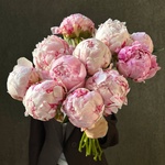 Свежих 11 розовых пионов под ленту  - Фотография 1