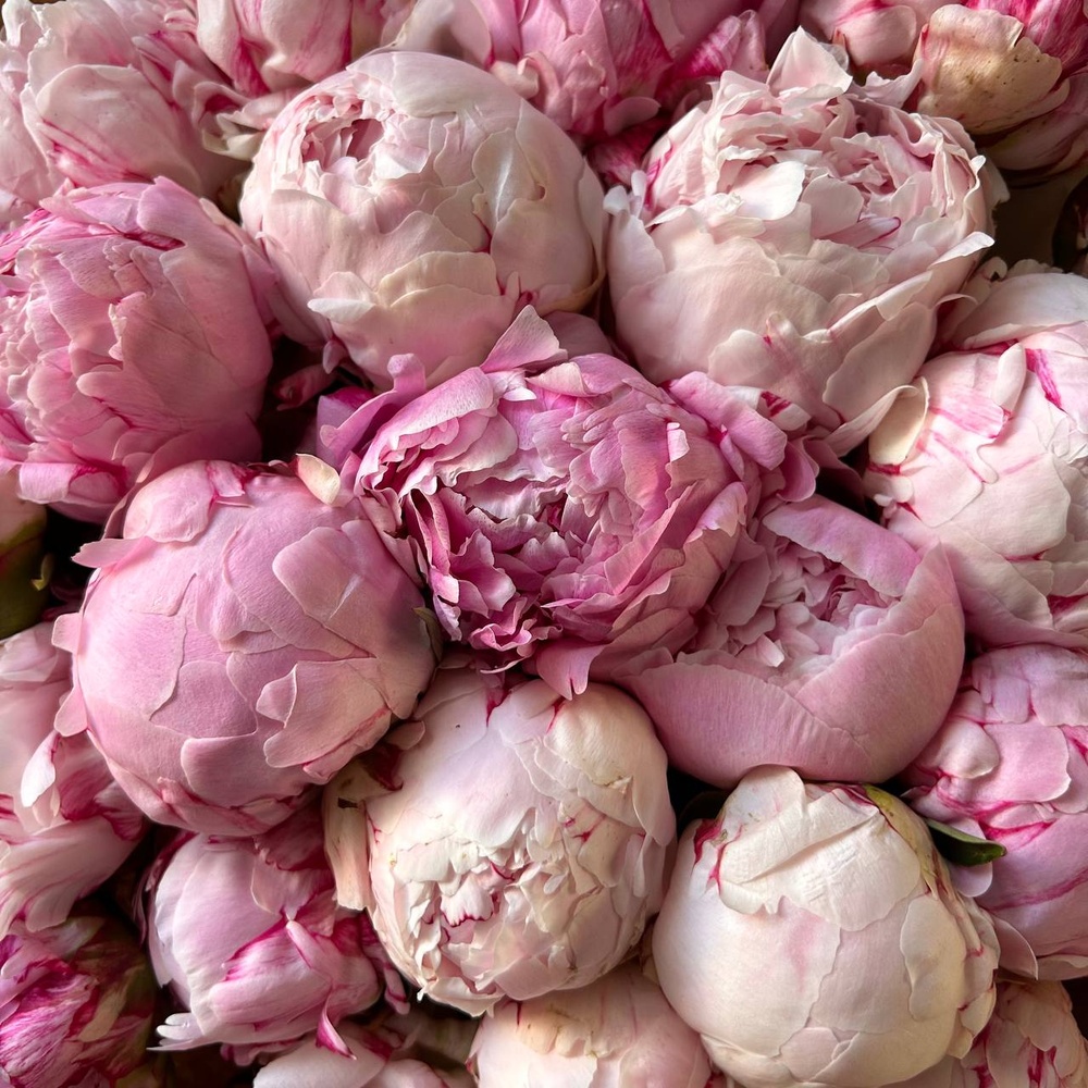 Свежих 25 розовых пионов в крафте