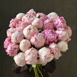 Свежих 25 розовых пионов под ленту  - Фотография 1