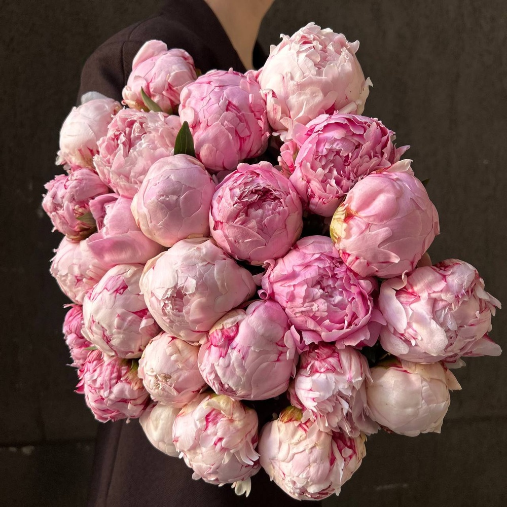 Свежих 25 розовых пионов под ленту 