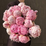 Свежих 19 розовых пионов под ленту  - Фотография 2