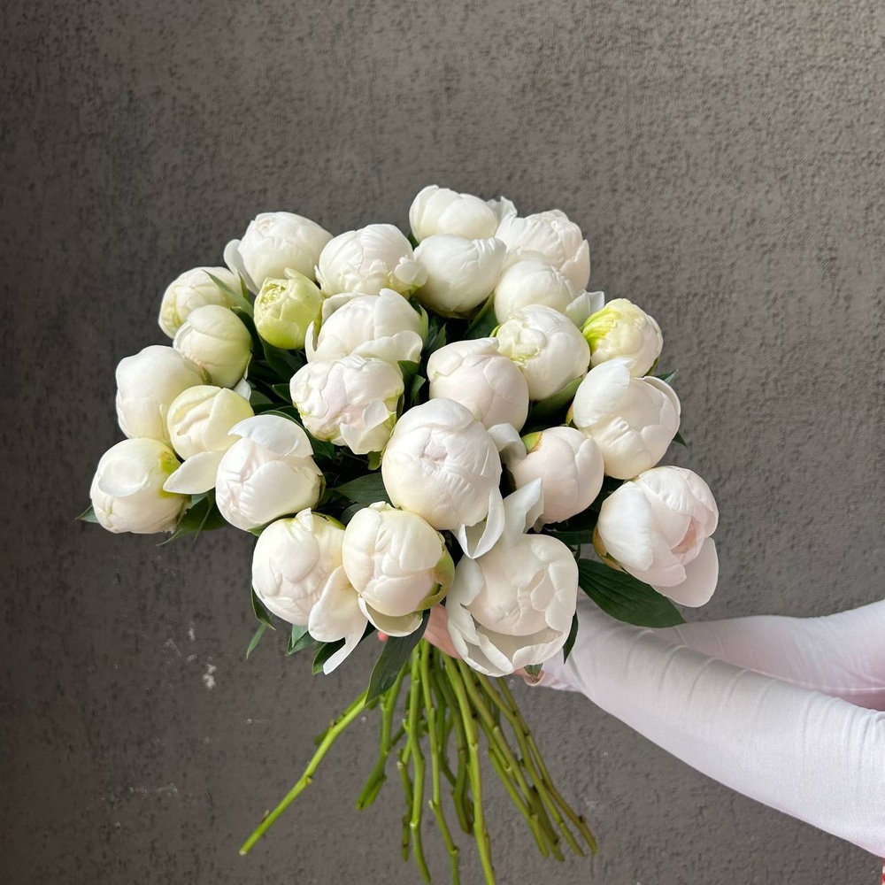 Свежих 25 белых пионов под ленту 