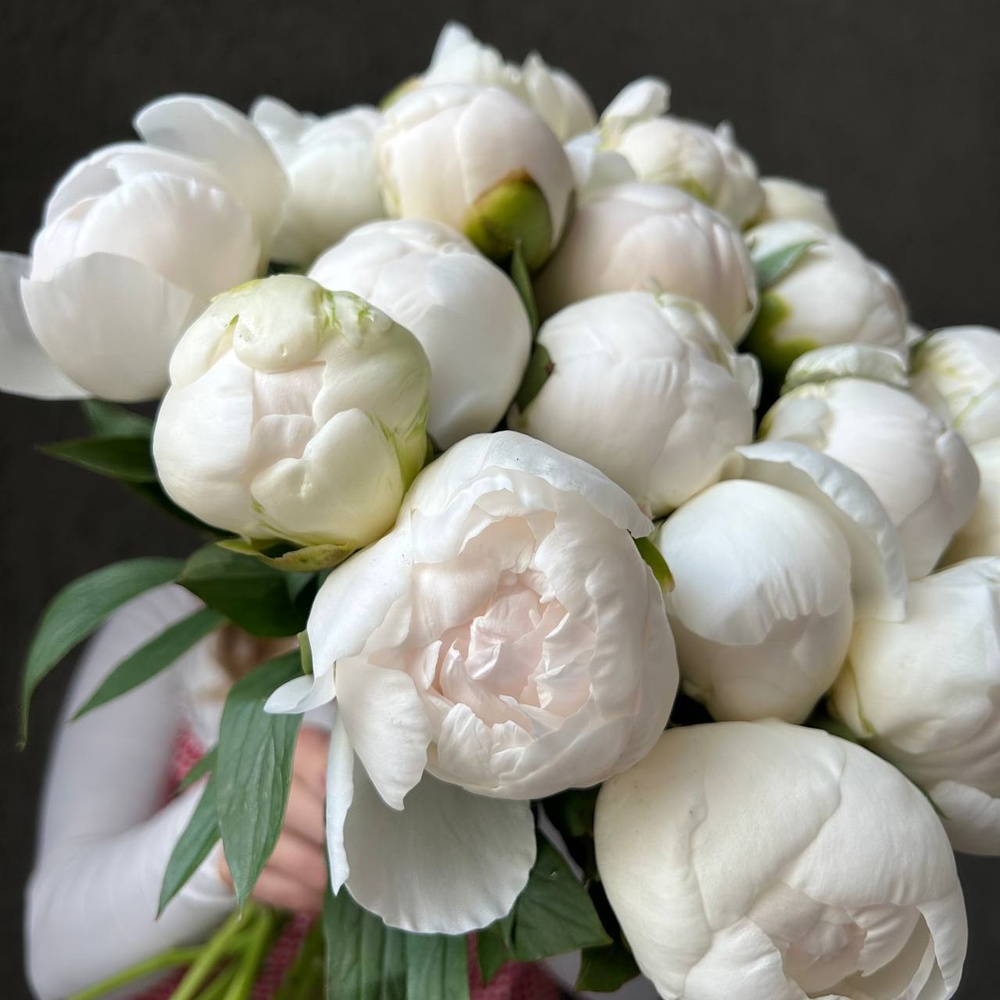 Свежих 21 белых пионов под ленту