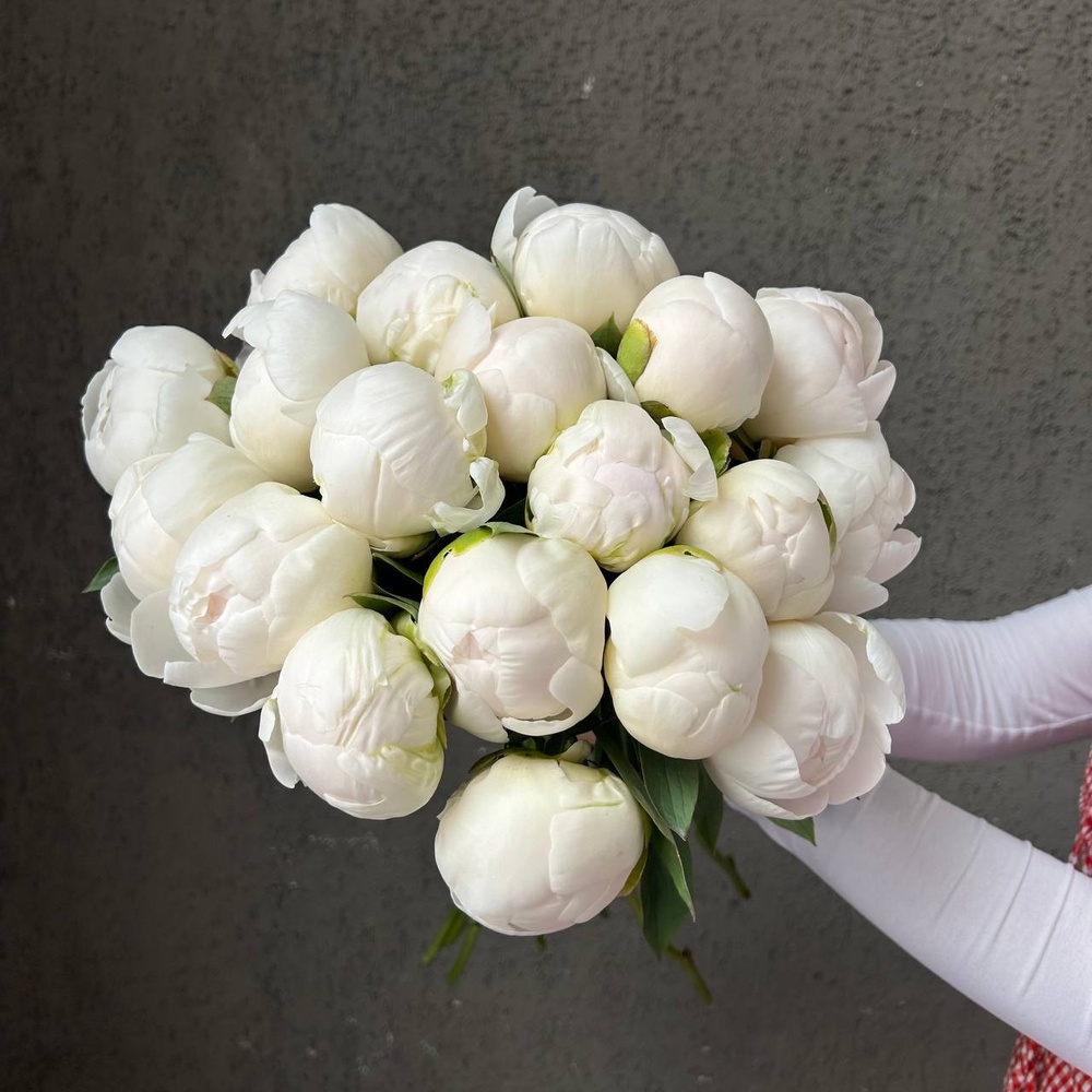 Свежих 19 белых пионов под ленту 