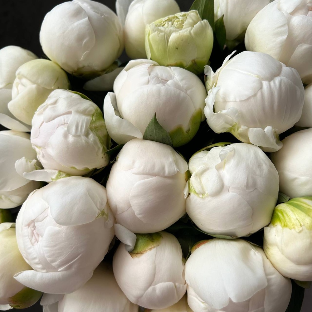 Свежих 19 белых пионов под ленту 