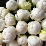 Свежих 19 белых пионов под ленту  - Фотография 7