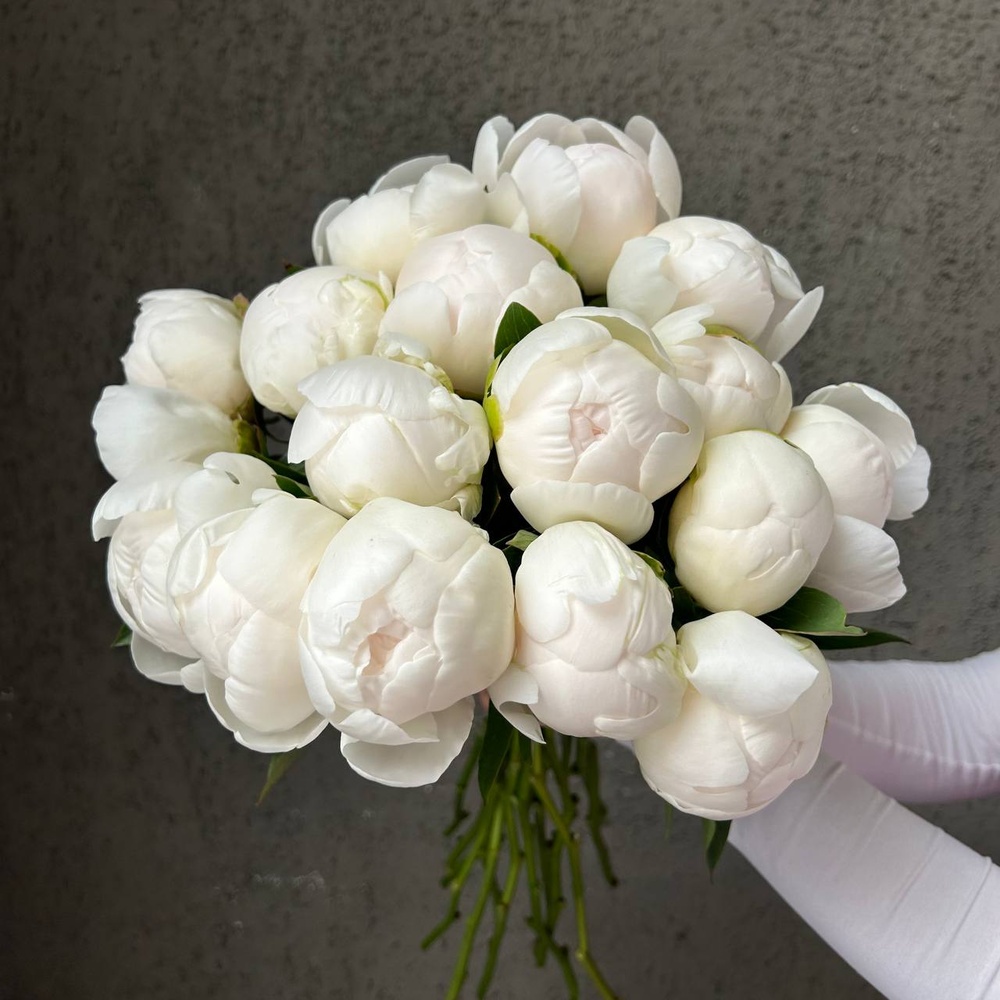 Свежих 17 белых пионов под ленту 