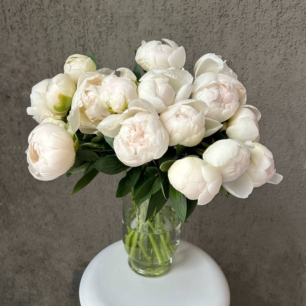 Свежих 17 белых пионов под ленту 