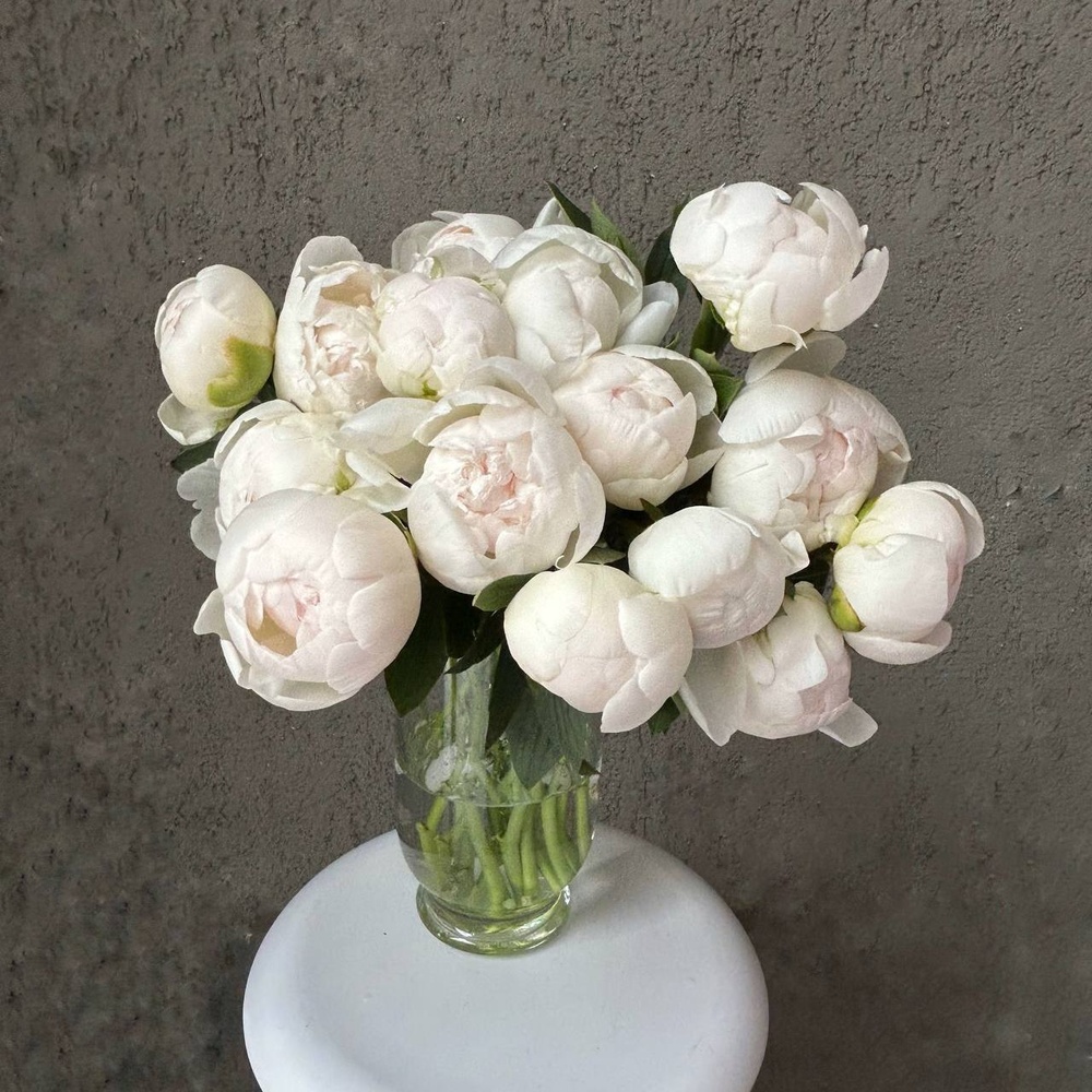 Свежих 15 белых пионов под ленту 