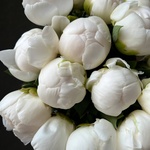 Свежих 15 белых пионов под ленту  - Фотография 6