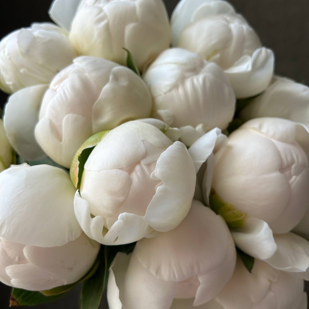 Свежих 13 белых пионов под ленту