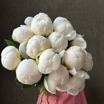 Свежих 13 белых пионов под ленту - Фотография 1