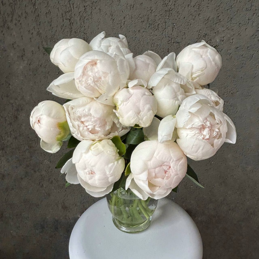 Свежих 13 белых пионов под ленту