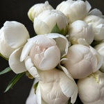 Свежих 11 белых пионов под ленту  - Фотография 5